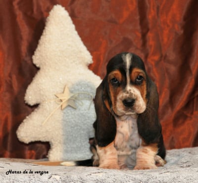 Les chiots de Basset Hound