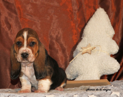 Les chiots de Basset Hound