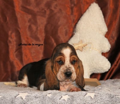 Les chiots de Basset Hound
