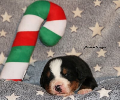 Les chiots de Bouvier Bernois