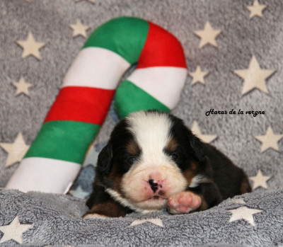 Les chiots de Bouvier Bernois