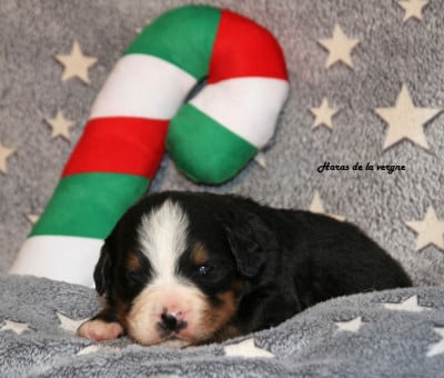 Les chiots de Bouvier Bernois