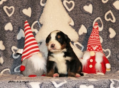 Les chiots de Bouvier Bernois