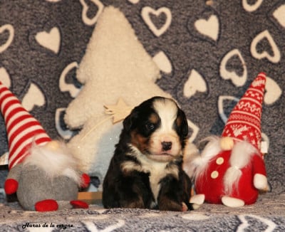 Les chiots de Bouvier Bernois