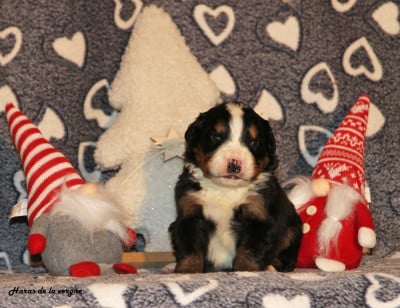 Les chiots de Bouvier Bernois