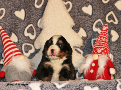 Les chiots de Bouvier Bernois