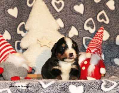 Les chiots de Bouvier Bernois
