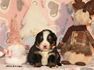 Les chiots de Bouvier Bernois