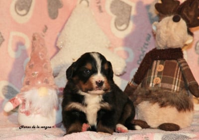 Les chiots de Bouvier Bernois