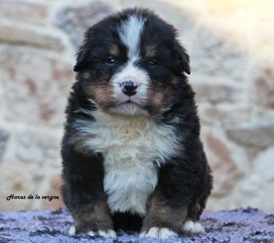 Les chiots de Bouvier Bernois
