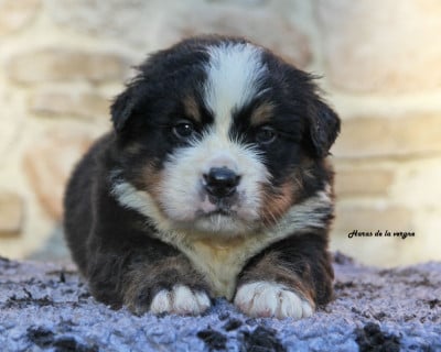 Les chiots de Bouvier Bernois
