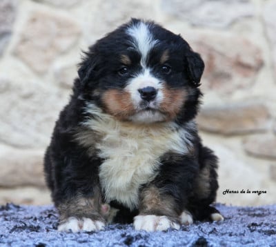 Les chiots de Bouvier Bernois
