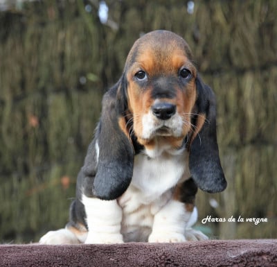 Les chiots de Basset Hound