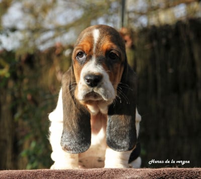 Les chiots de Basset Hound