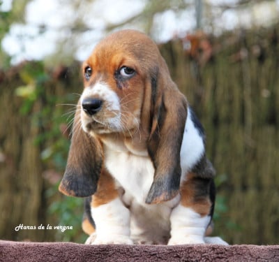 Les chiots de Basset Hound