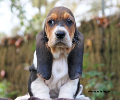 Les chiots de Basset Hound