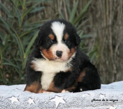 Les chiots de Bouvier Bernois