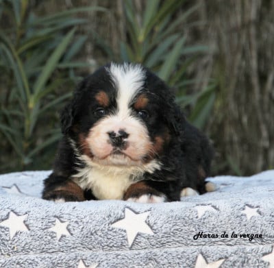Les chiots de Bouvier Bernois