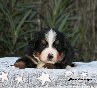 Les chiots de Bouvier Bernois