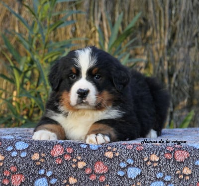 Les chiots de Bouvier Bernois