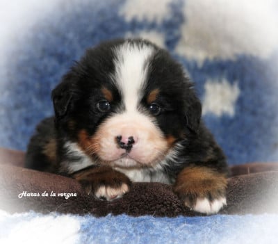 Les chiots de Bouvier Bernois