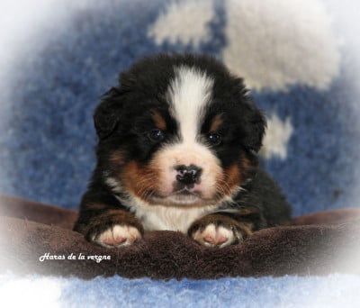 Les chiots de Bouvier Bernois