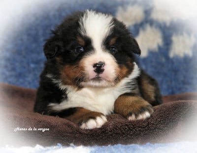 Les chiots de Bouvier Bernois