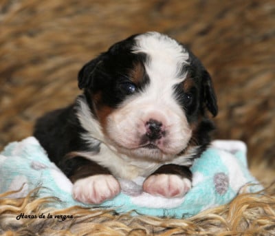 Les chiots de Bouvier Bernois