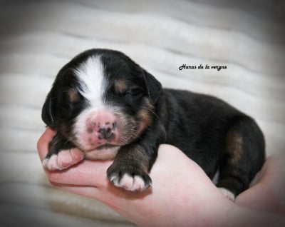 Les chiots de Bouvier Bernois