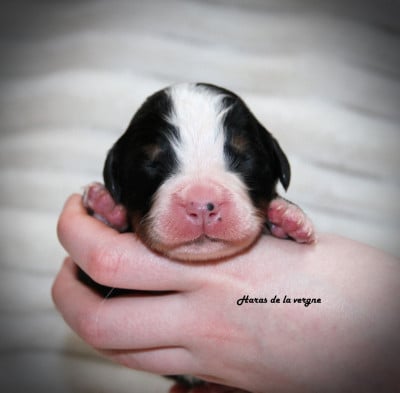 Les chiots de Bouvier Bernois