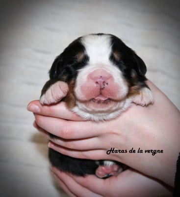 Les chiots de Bouvier Bernois