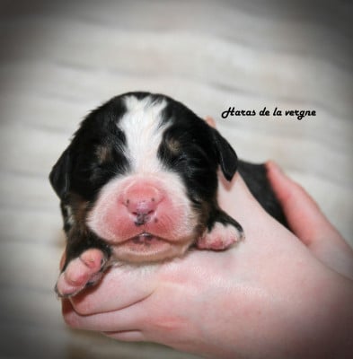 Les chiots de Bouvier Bernois