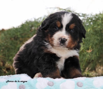 Les chiots de Bouvier Bernois