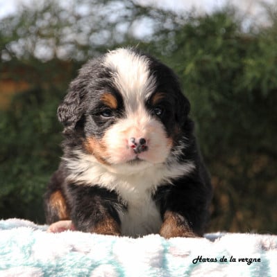 Les chiots de Bouvier Bernois