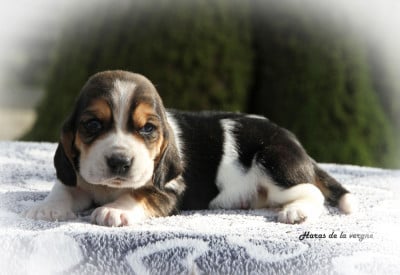 Les chiots de Basset Hound