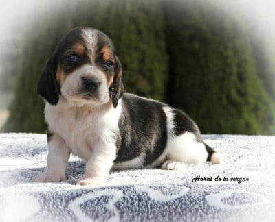 Les chiots de Basset Hound