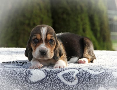 Les chiots de Basset Hound