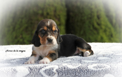 Les chiots de Basset Hound