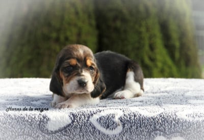 Les chiots de Basset Hound