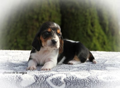 Les chiots de Basset Hound