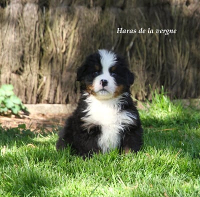 Les chiots de Bouvier Bernois