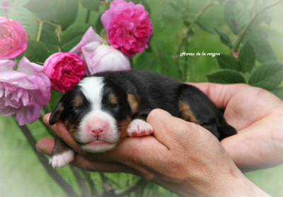 Les chiots de Bouvier Bernois