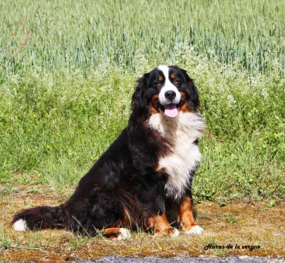 Chiot N°1 - Bouvier Bernois