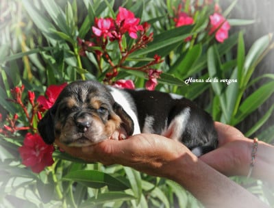 Les chiots de Basset Hound