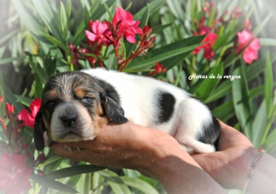 Les chiots de Basset Hound