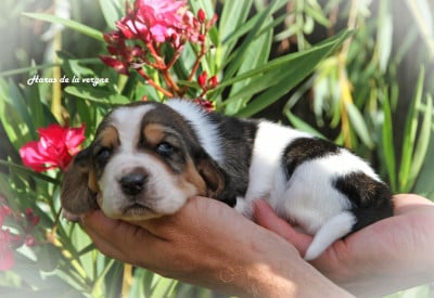 Les chiots de Basset Hound