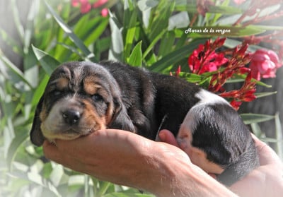 Les chiots de Basset Hound