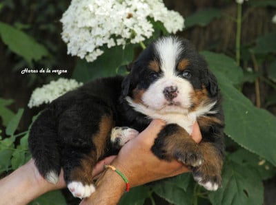 Les chiots de Bouvier Bernois