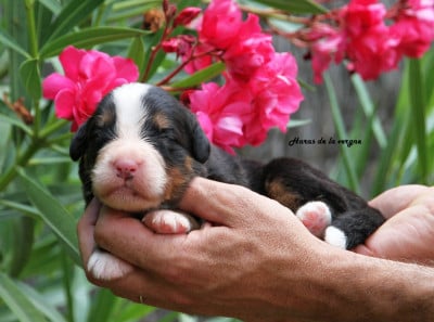 Les chiots de Bouvier Bernois