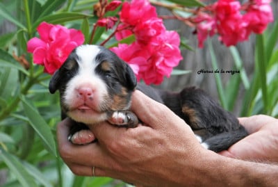 Les chiots de Bouvier Bernois